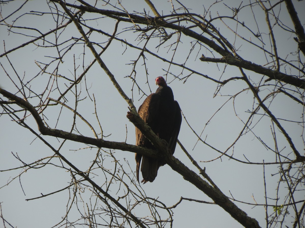 Turkey Vulture - Katie Bird