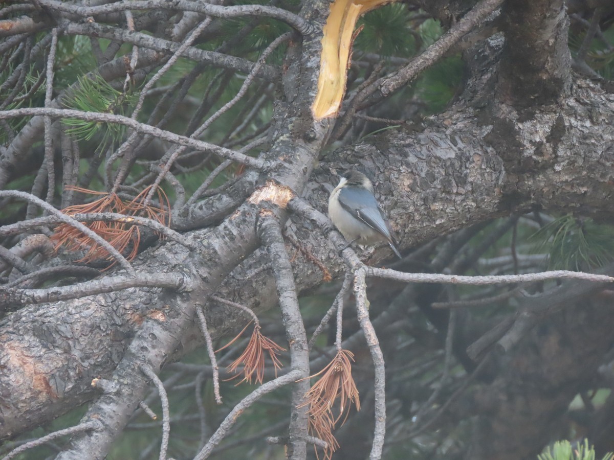 Pygmy Nuthatch - ML570250341