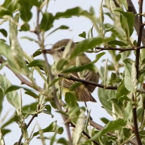 Bell's Vireo - ML570250651