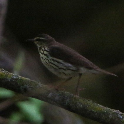 lesňáček olšový - ML570250701