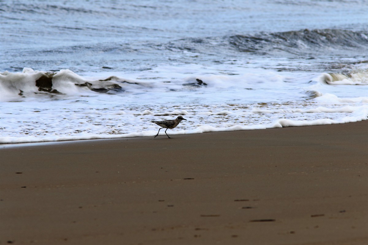 Black-bellied Plover - ML57025071