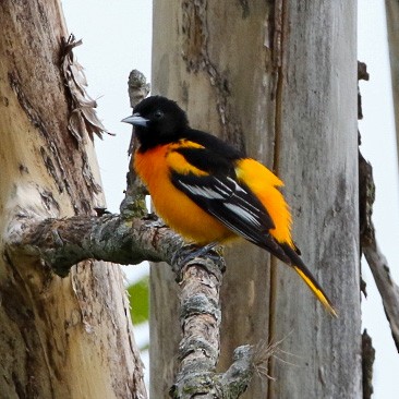 trupiál baltimorský - ML570250711