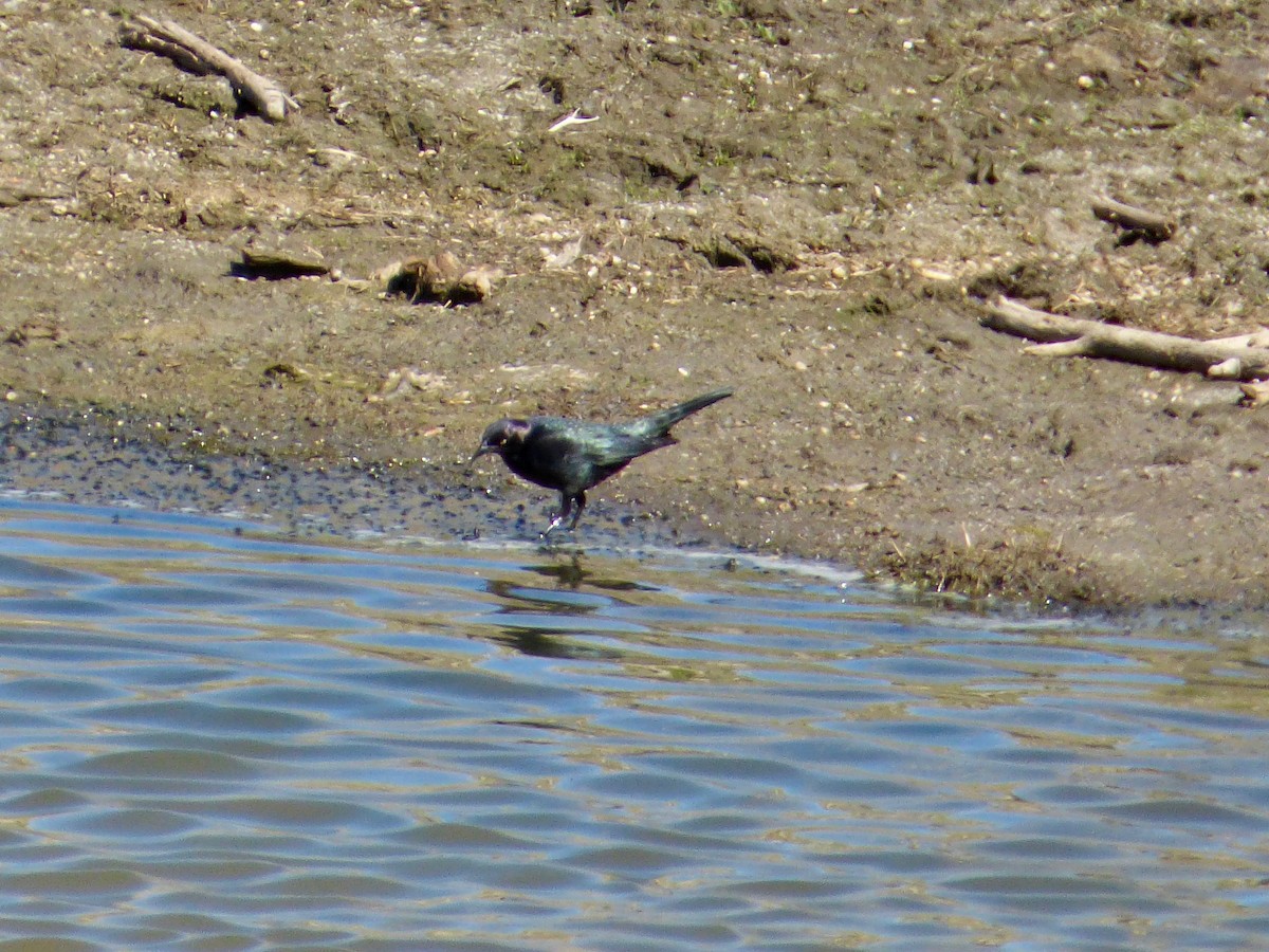 Brewer's Blackbird - ML57025081