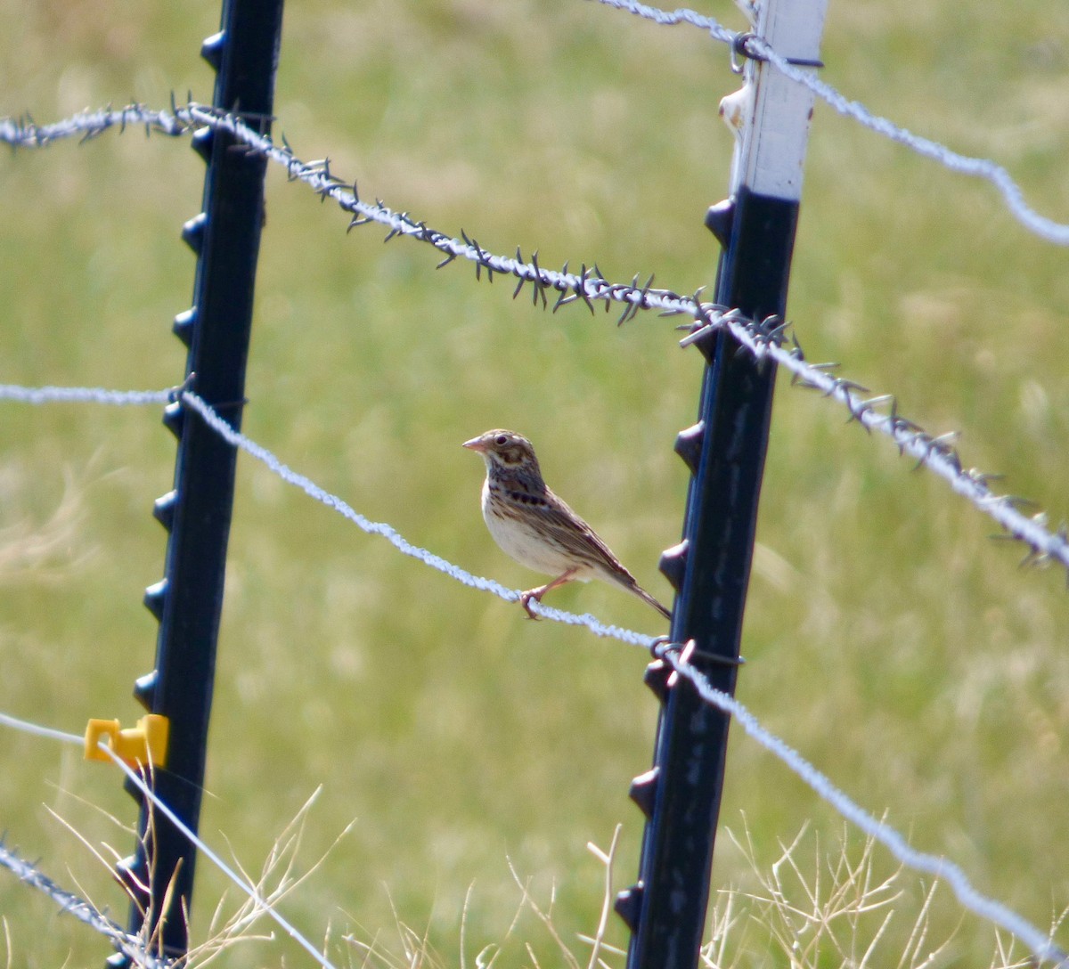 Vesper Sparrow - ML57025101