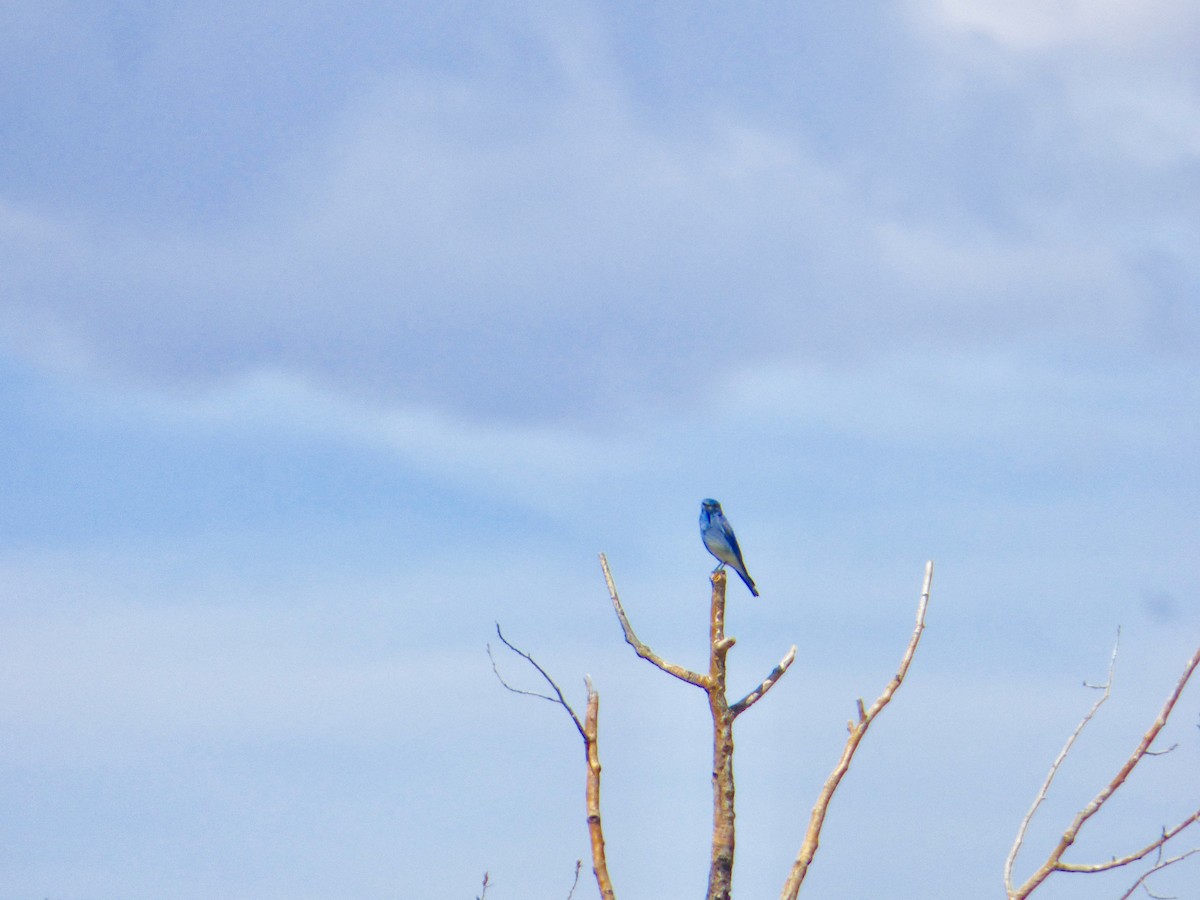 Mountain Bluebird - ML57025121