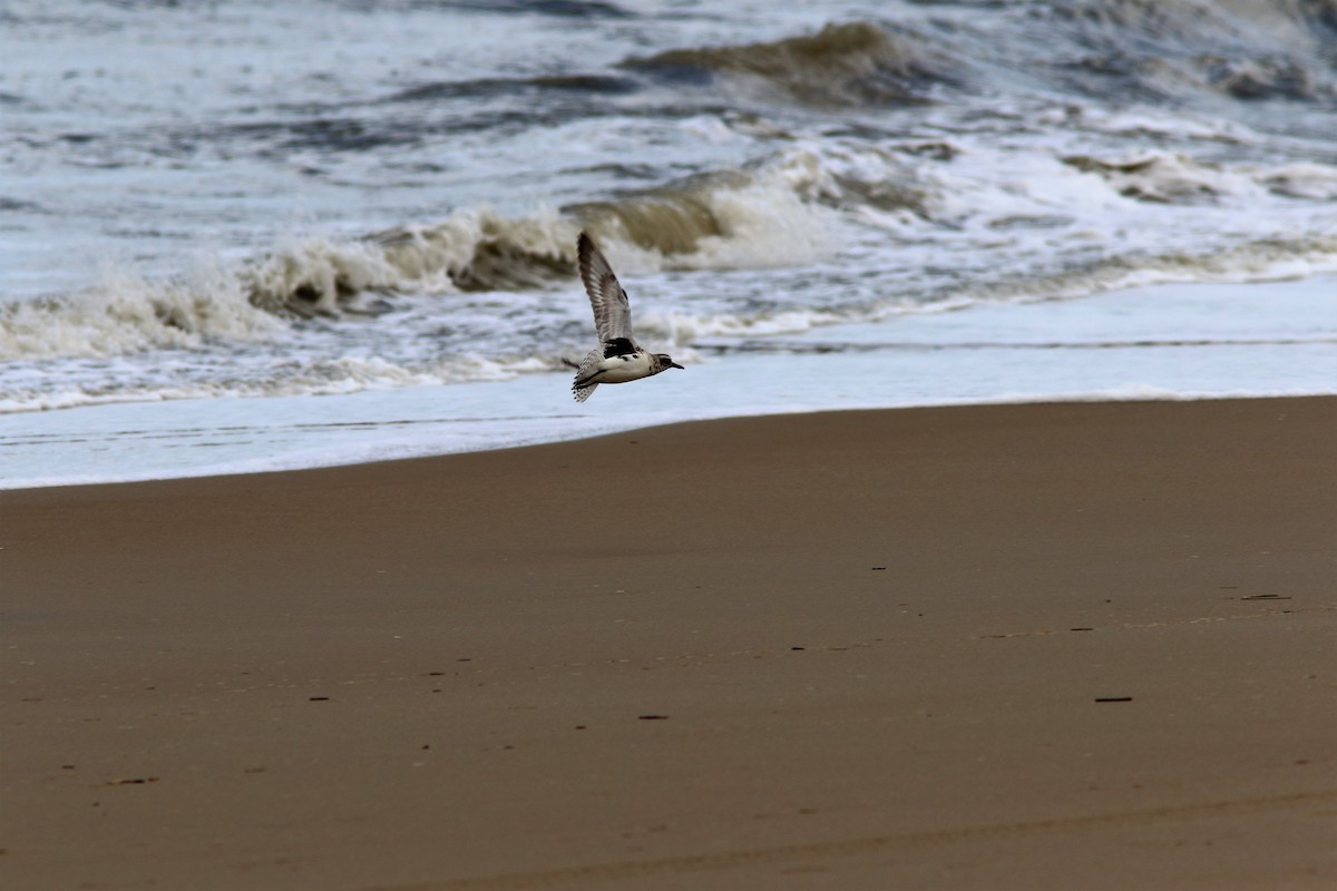 Black-bellied Plover - ML57025131