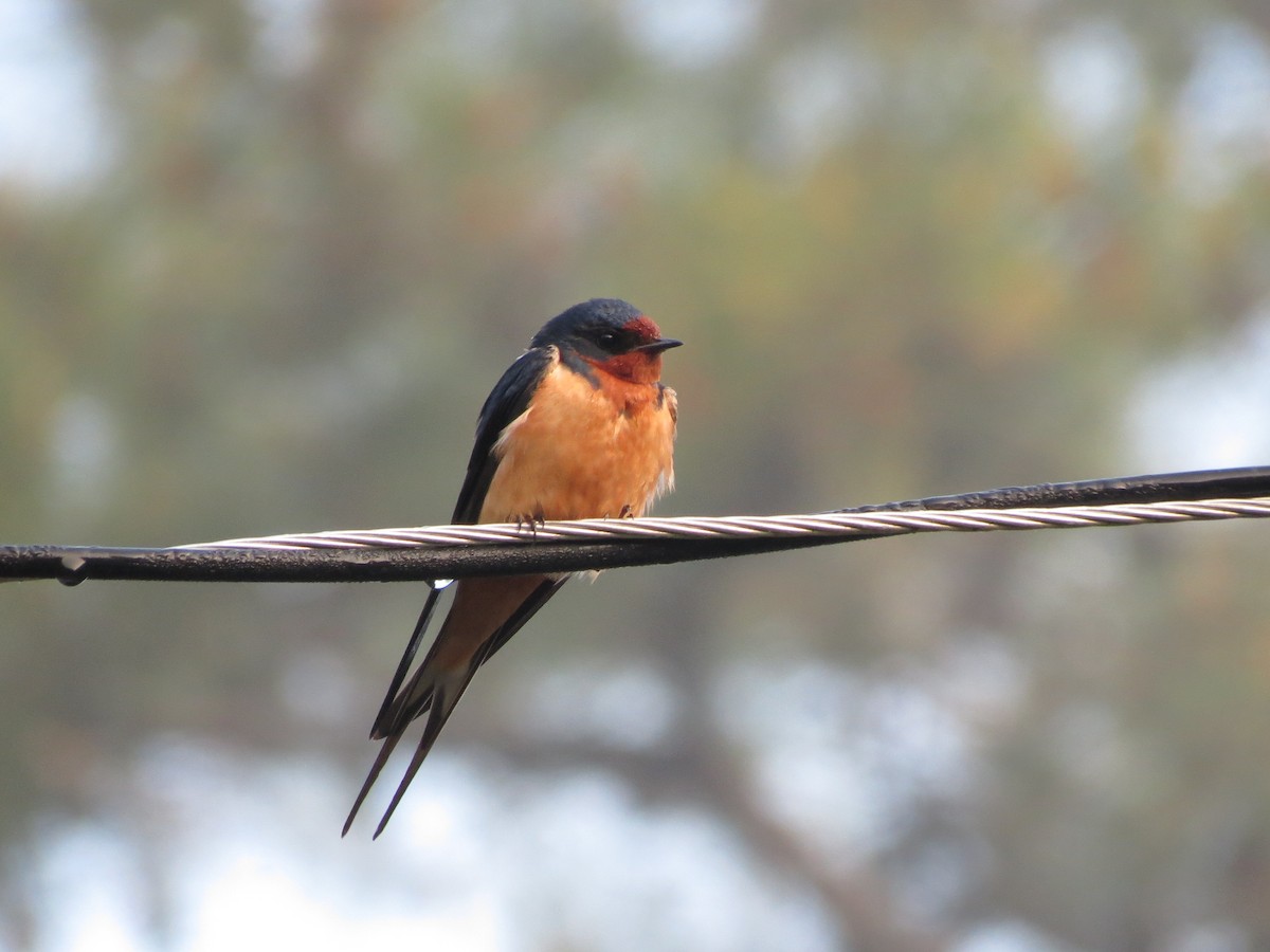 vlaštovka obecná (ssp. erythrogaster) - ML570251821