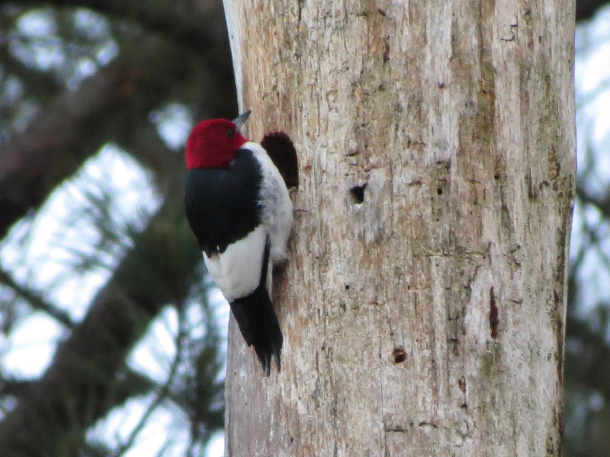 Pic à tête rouge - ML570252321