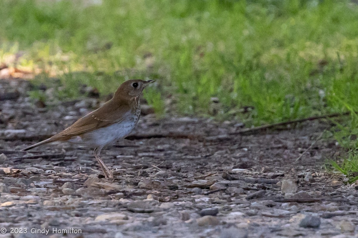 Veery - Cindy Hamilton