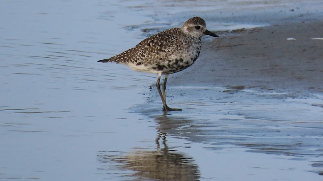 Black-bellied Plover - ML570254901