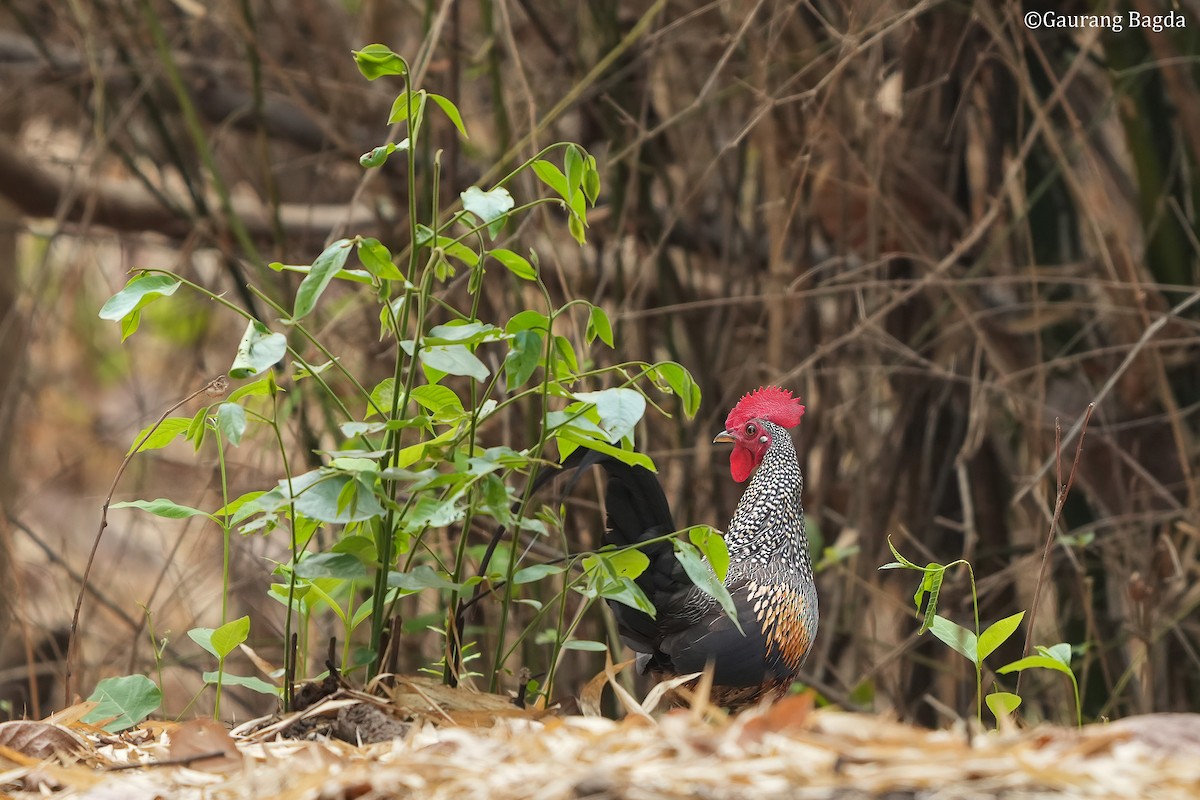 Gray Junglefowl - ML570254911