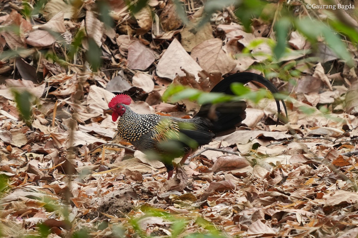 Gray Junglefowl - Gaurang Bagda