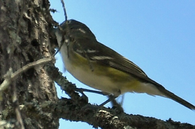 Blue-headed Vireo - ML570256211