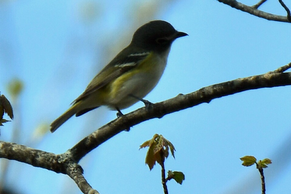 Blue-headed Vireo - ML570256221