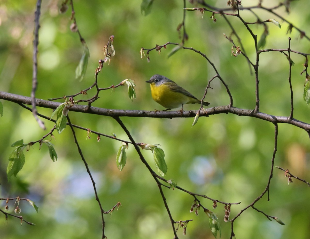 Nashville Warbler - Ron Sempier