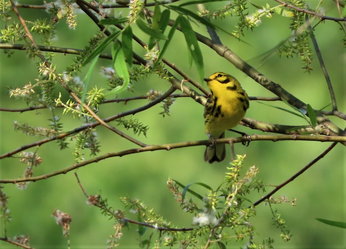 Prairie Warbler - ML570258091