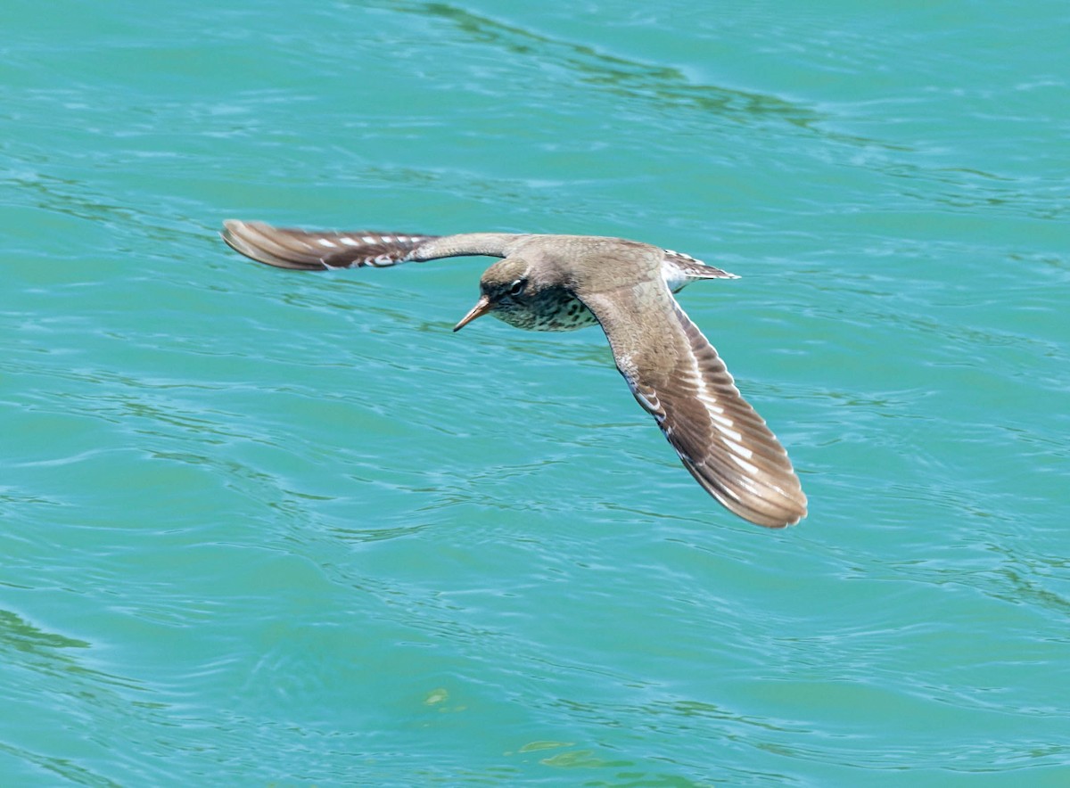 Spotted Sandpiper - ML570259351