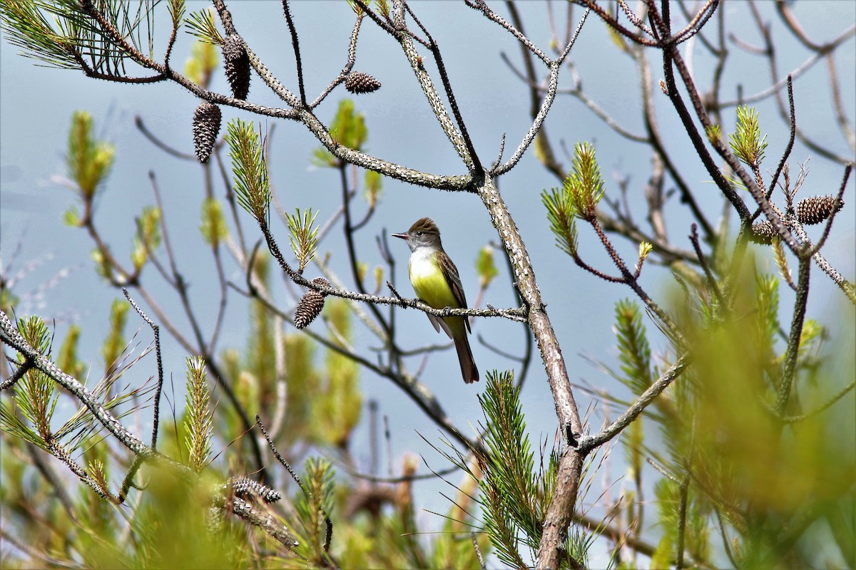 Great Crested Flycatcher - Eric Alton