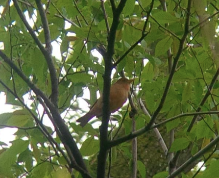 Summer Tanager - ML57025981