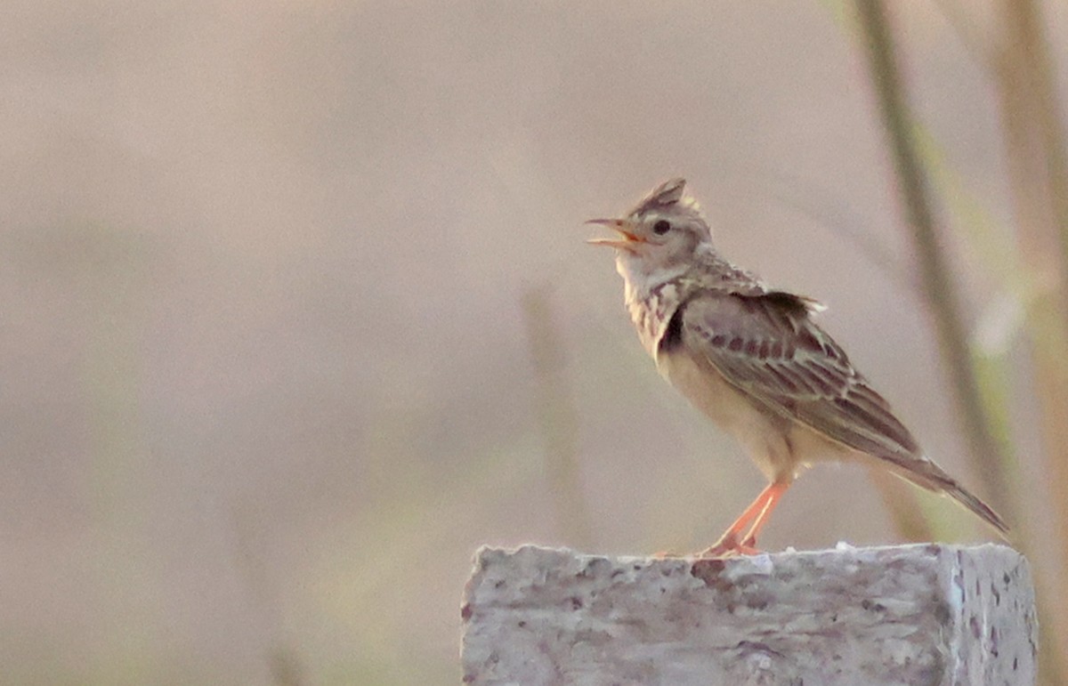 Oriental Skylark - ML570260011