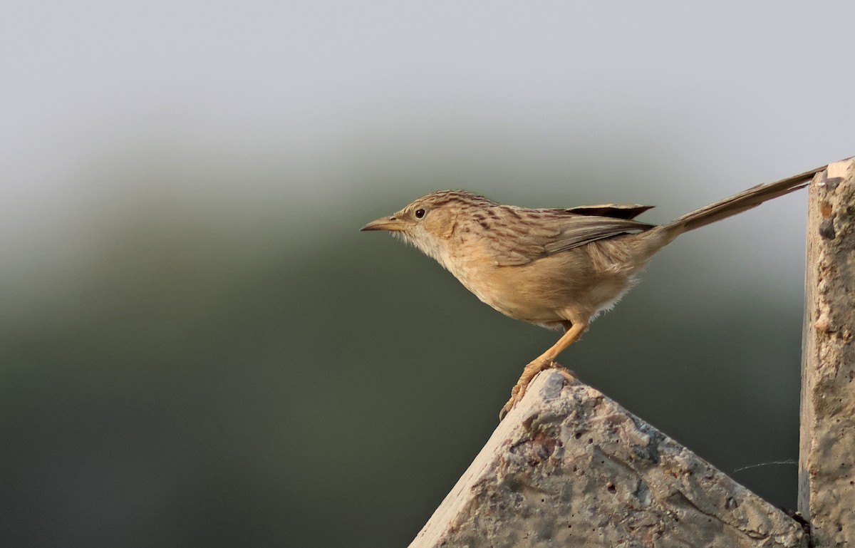 Common Babbler - ML570260131