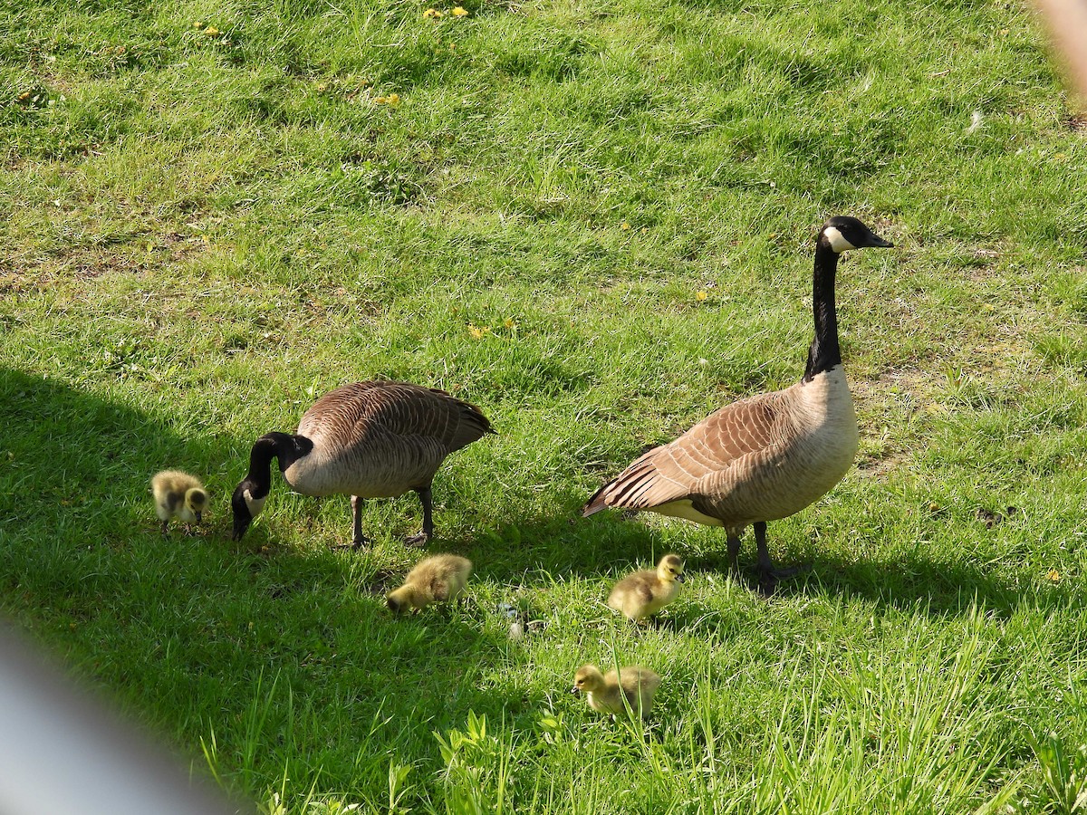 Canada Goose - Joseph Krupitza