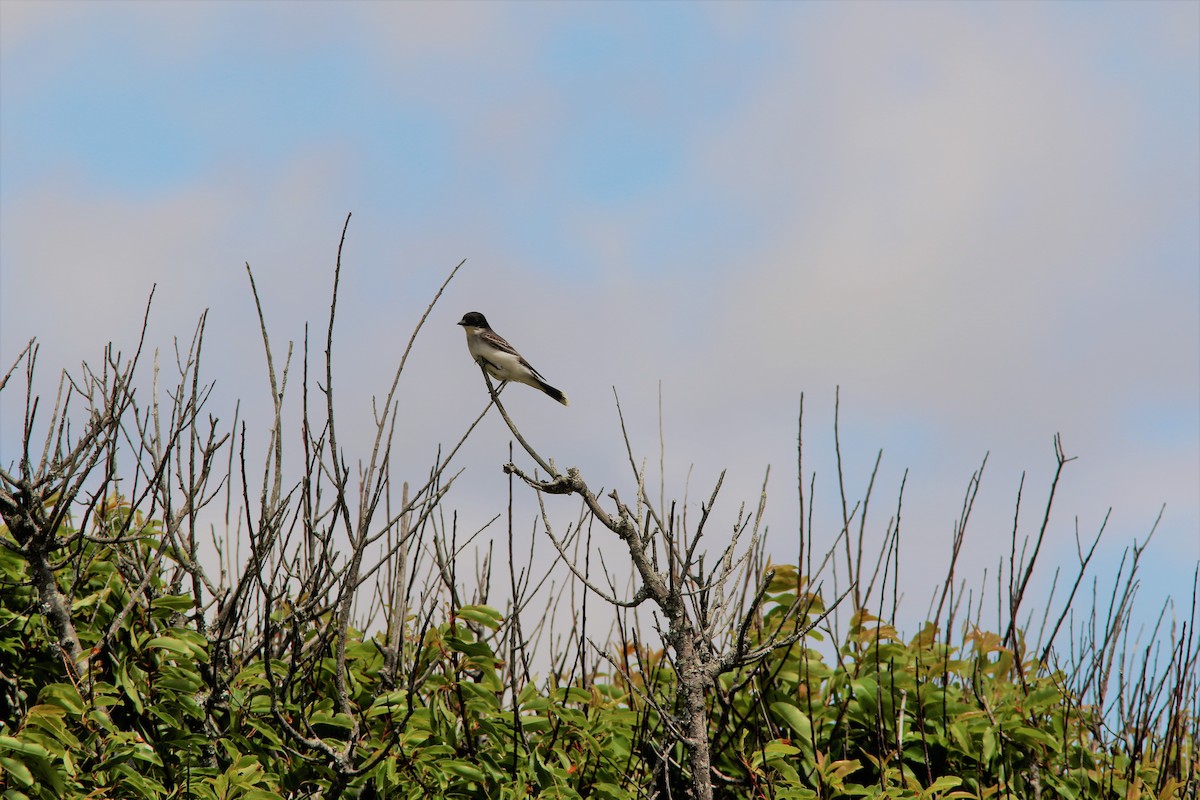 Eastern Kingbird - Eric Alton