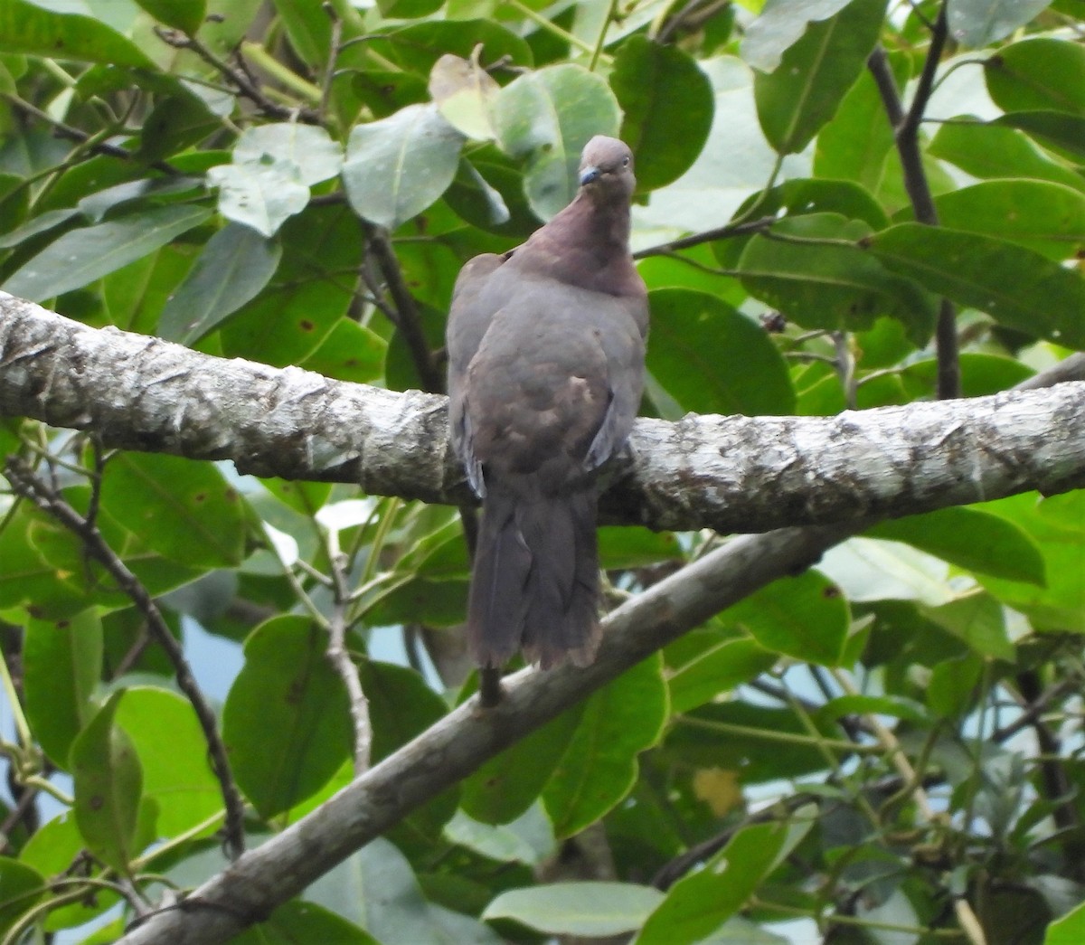 Plumbeous Pigeon - ML570261201