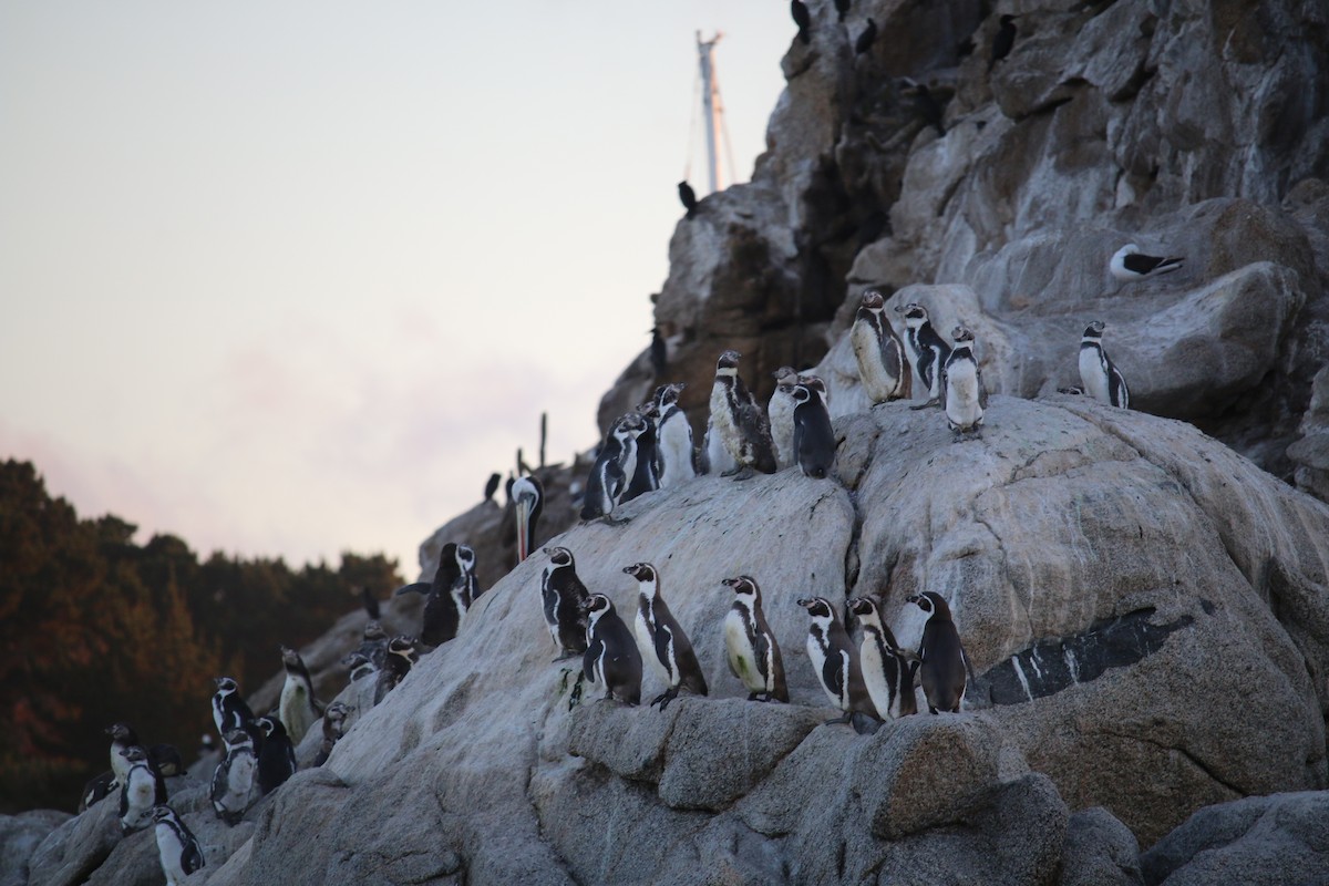 Humboldt Penguin - ML57026161