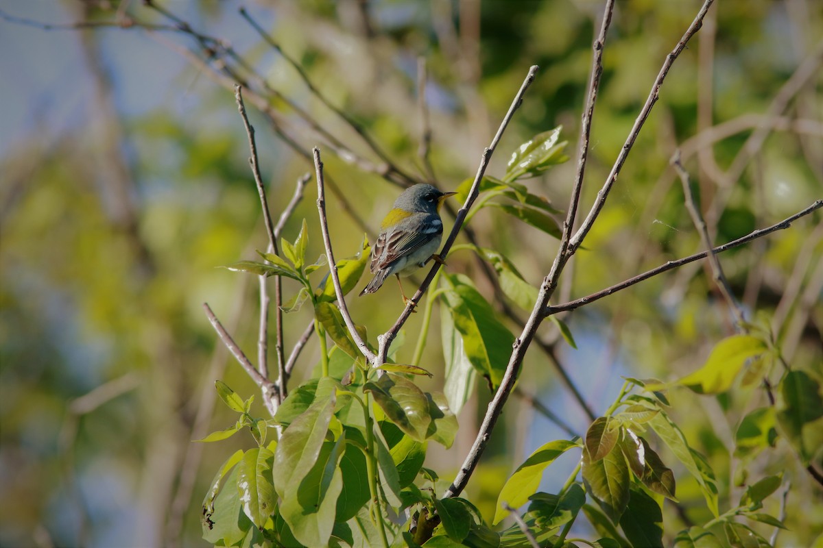 Northern Parula - Eric Alton