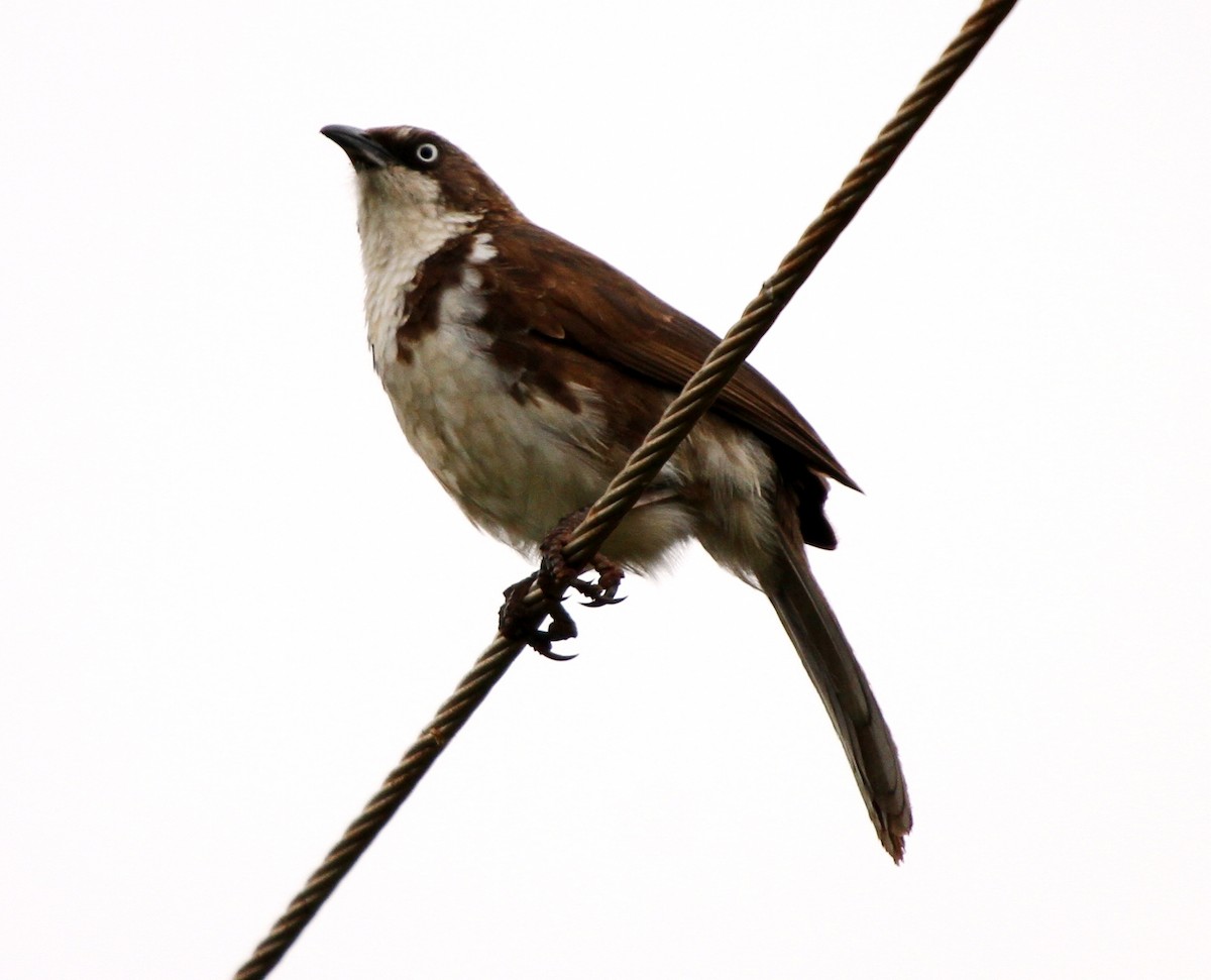 Northern Pied-Babbler - Ramachandran Rajagopal