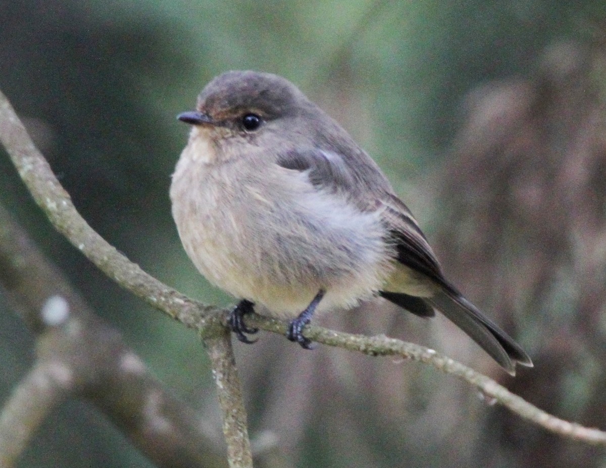 African Dusky Flycatcher - ML570263431