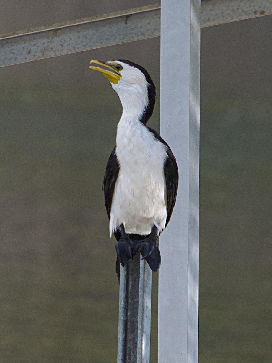 Little Pied Cormorant - ML570264191