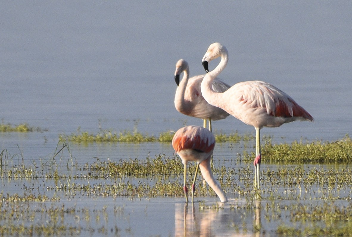 Chilean Flamingo - federico nagel