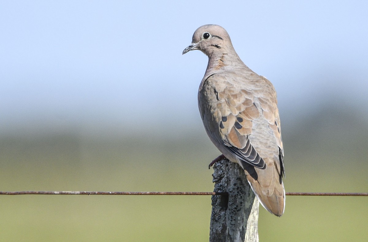 Eared Dove - ML570264721