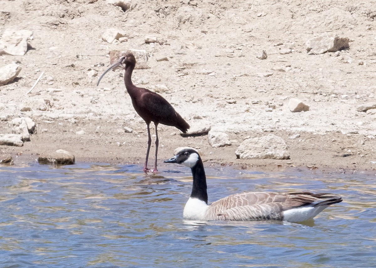 ibis americký - ML570266751