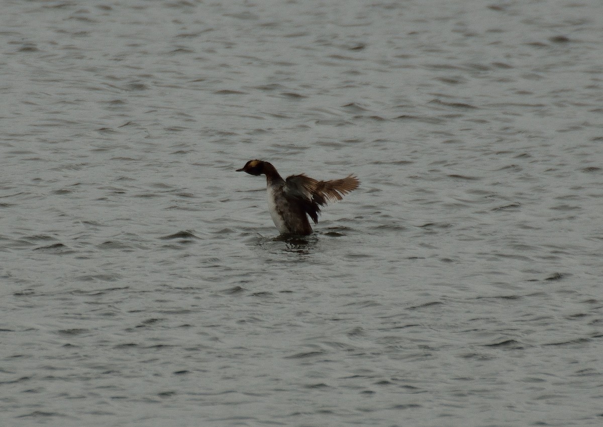 Horned Grebe - ML57026771