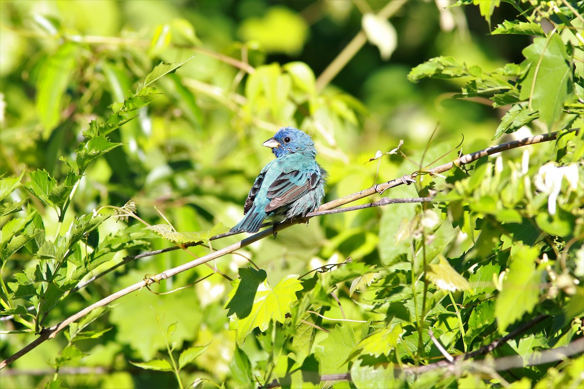Indigo Bunting - ML57026831