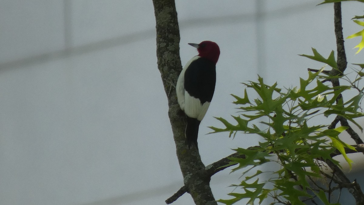 Red-headed Woodpecker - ML570269231