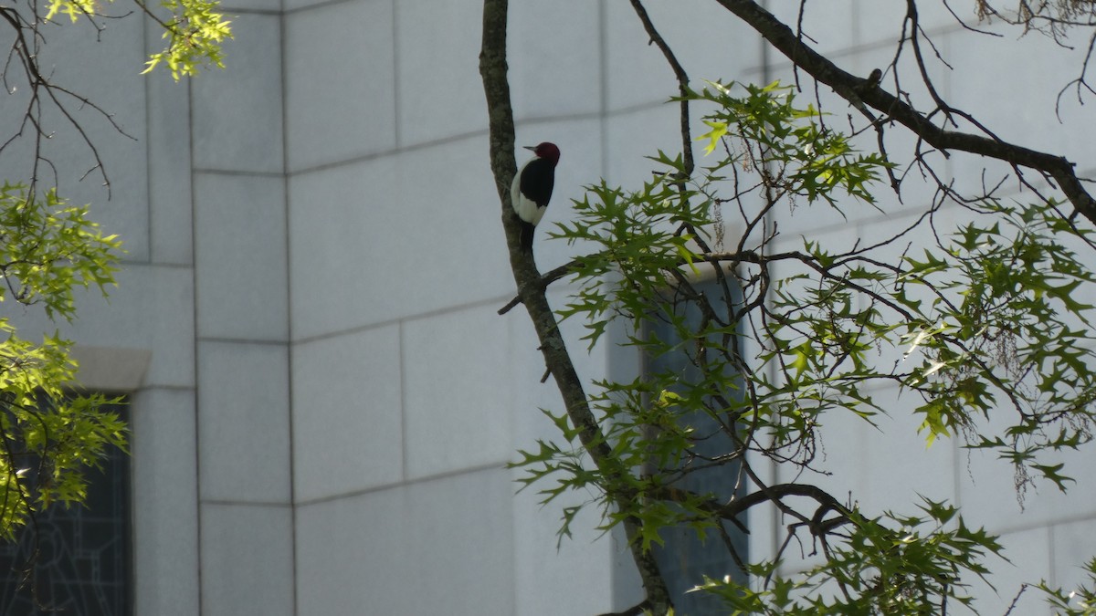 Red-headed Woodpecker - ML570269241