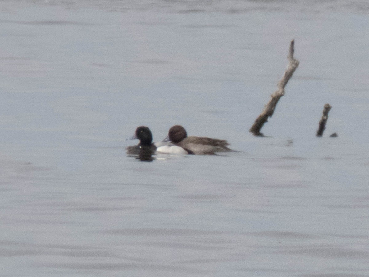 Greater Scaup - Hugo Schlenker