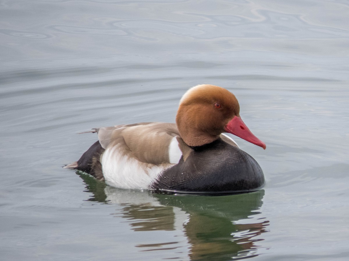 Red-crested Pochard - Hugo Schlenker