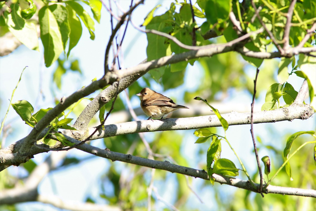 Indigo Bunting - ML57026971