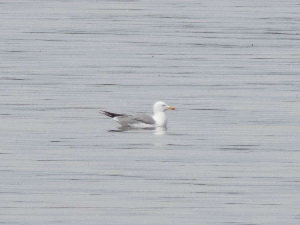 Yellow-legged Gull - ML570269971