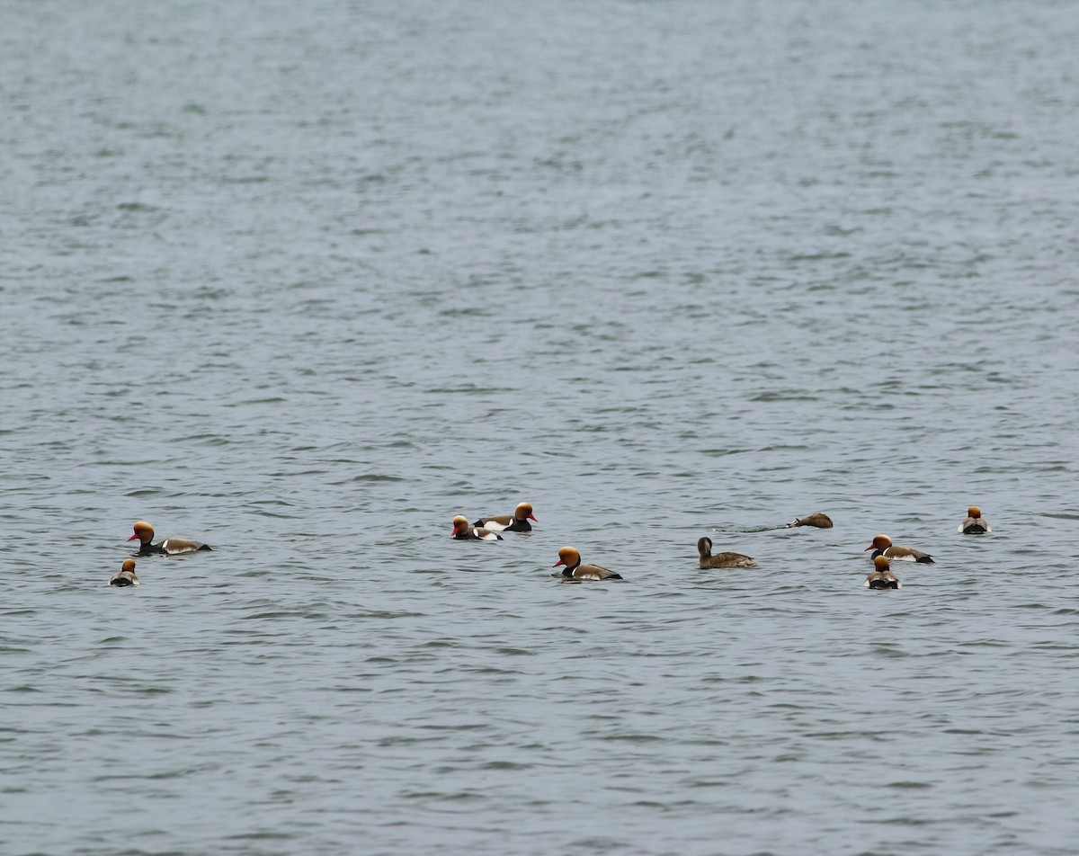 Red-crested Pochard - ML570270011