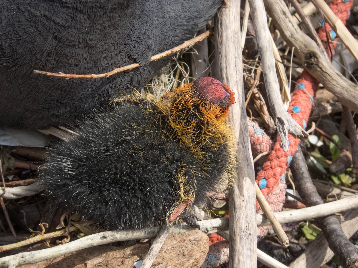 Eurasian Coot - Hugo Schlenker