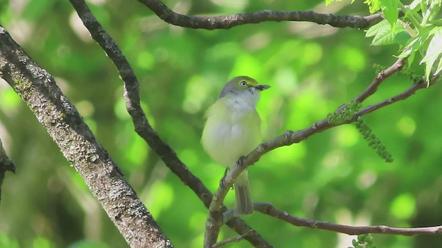 Ak Gözlü Vireo - ML570271181