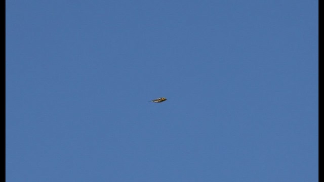 Townsend's Warbler - ML570272181