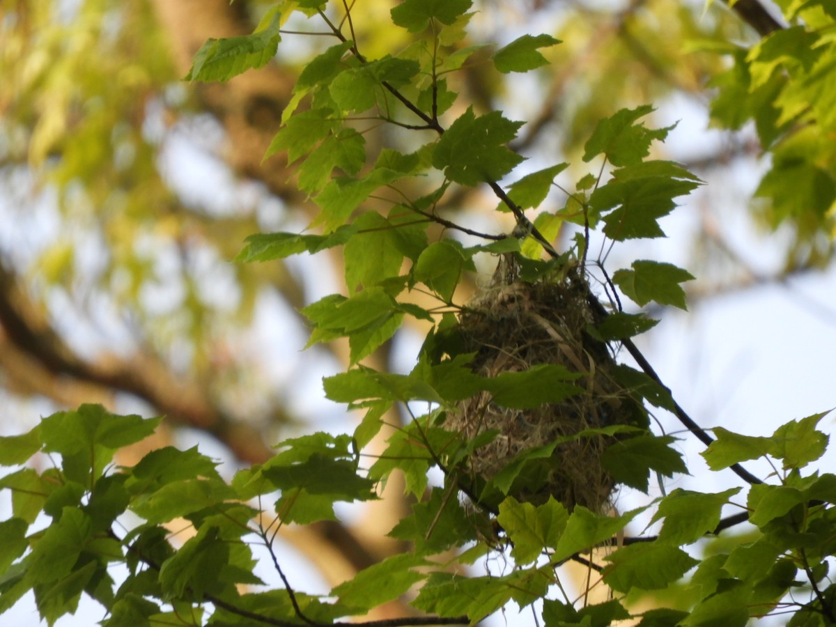 Baltimore Oriole - ML570272251