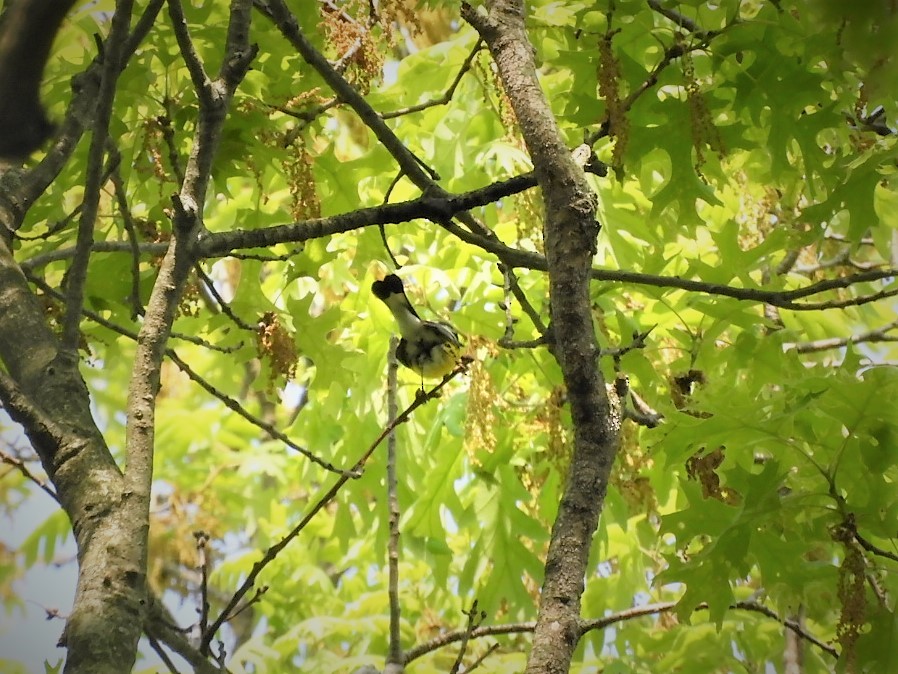 Magnolia Warbler - John Gaglione